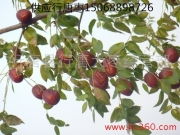 太行風物 行唐大棗的甜蜜產業鏈與鴻達棗業的綠色收購新路